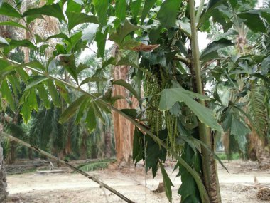 caryota mitis lour ağaç ormanda büyüyen