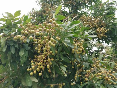 ağaç bol dimocarpus longan meyve taşıyan