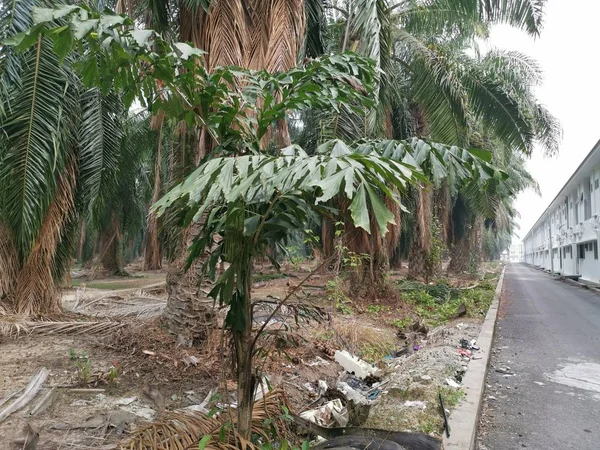 Caryota Mitis Lour Tree Growing Jungle — Stock Photo, Image