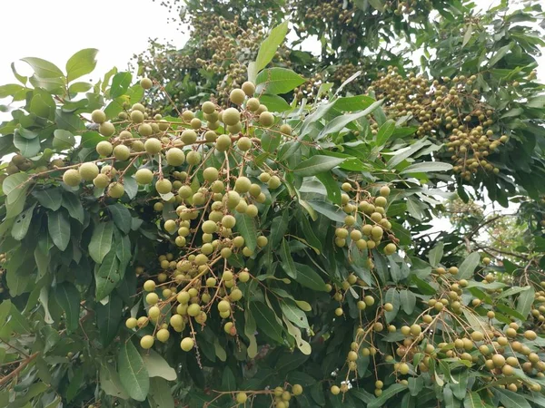 Arbre Portant Des Fruits Abondants Dimocarpus Longan — Photo