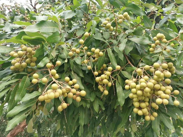 Árbol Que Produce Abundantes Frutos Dimocarpus Longan —  Fotos de Stock