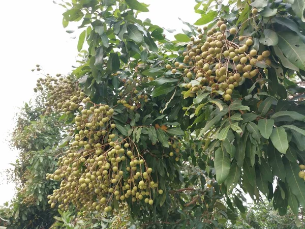 Arbre Portant Des Fruits Abondants Dimocarpus Longan — Photo