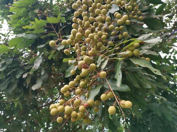 Viselő Bőséges Dimocarpus Longan Gyümölcsök — Stock Fotó