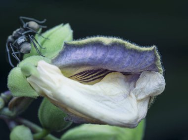 Polyrhachis menekşe üzerine karınca dalışı yapılan kelebek bezelyesi 
