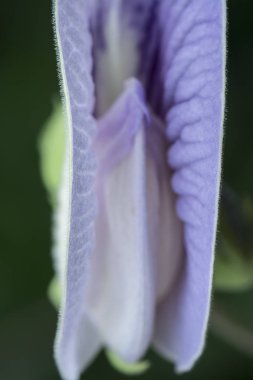 menekşe mahmuzlu kelebek bezelye çiçek closeup çekim