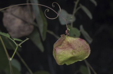 kardiyospermum halicacabum asma yakın çekim.