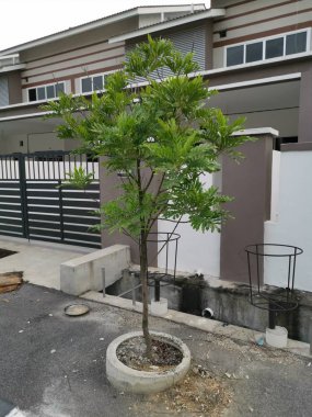 yapraklı gölge filicium yol kenarında ağaç decipiens