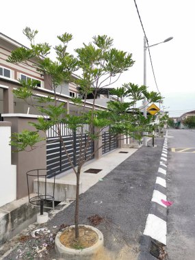 yapraklı gölge filicium yol kenarında ağaç decipiens