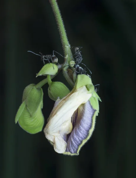 Polyrhachis Bucea Hormiga Sobre Guisante Mariposa Espoleada Violeta — Foto de Stock