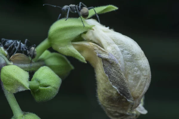 Polyrhachis Bucea Hormiga Sobre Guisante Mariposa Espoleada Violeta — Foto de Stock