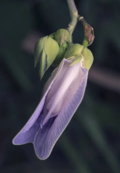 Primer Plano Violeta Espoleado Flor Guisante Mariposa — Foto de Stock