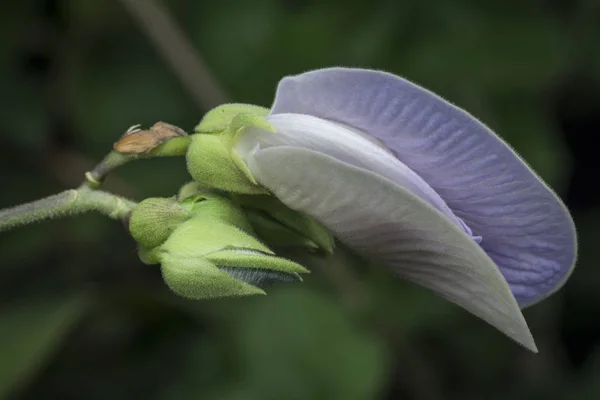 Closeup Shot Violet Spurred Butterfly Pea Flower — Stock Photo, Image