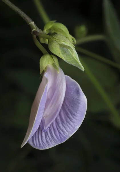 Gros Plan Fleurs Pois Papillon Violet — Photo