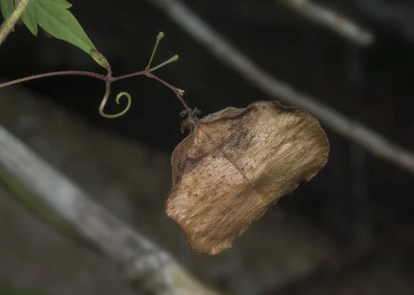 Closeup Shot Cardiospermum Halicacabum Vine — Stock Photo, Image