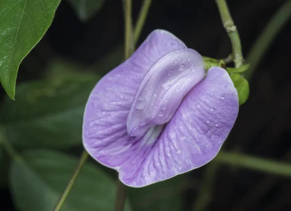 Closeup Shot Violet Spurred Butterfly Pea Flower — Stock Photo, Image