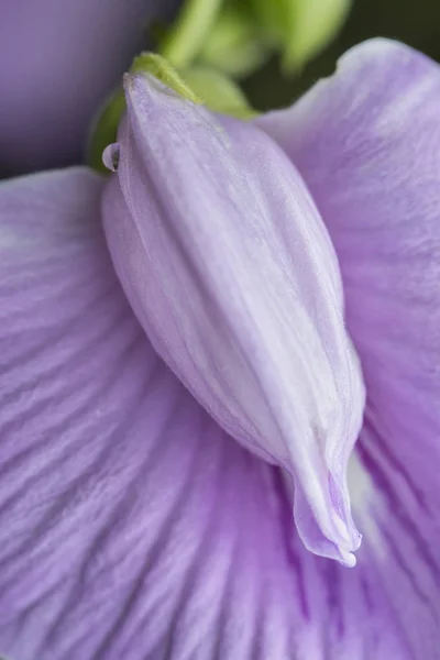 Close Tiro Violeta Borboleta Estimulada Flor Ervilha — Fotografia de Stock