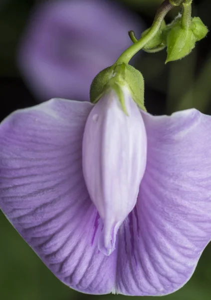 Closeup Shot Violet Spurred Butterfly Pea Flower — Stock Photo, Image