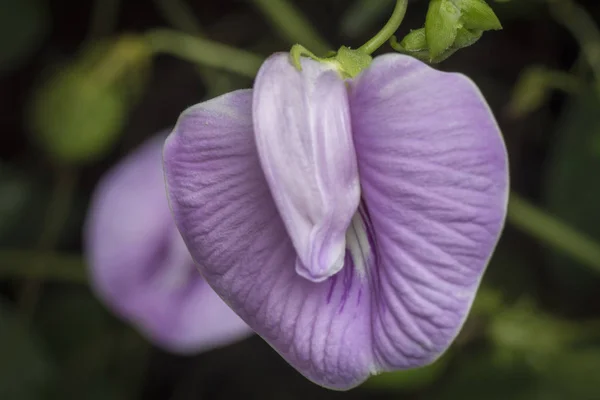 Gros Plan Fleurs Pois Papillon Violet — Photo