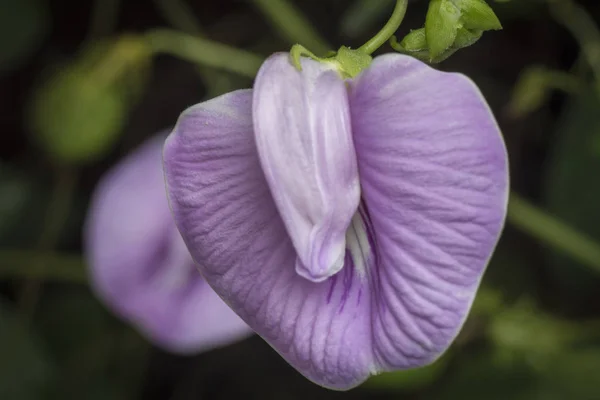 Closeup Shot Violet Spurred Butterfly Pea Flower — Stock Photo, Image