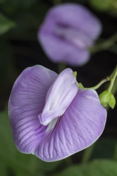 Primer Plano Violeta Espoleado Flor Guisante Mariposa —  Fotos de Stock