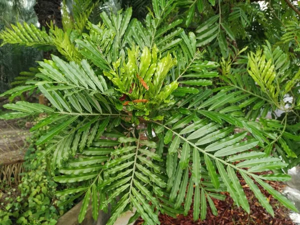 Frondosa Sombra Filicium Decipiens Árvore Beira Estrada — Fotografia de Stock