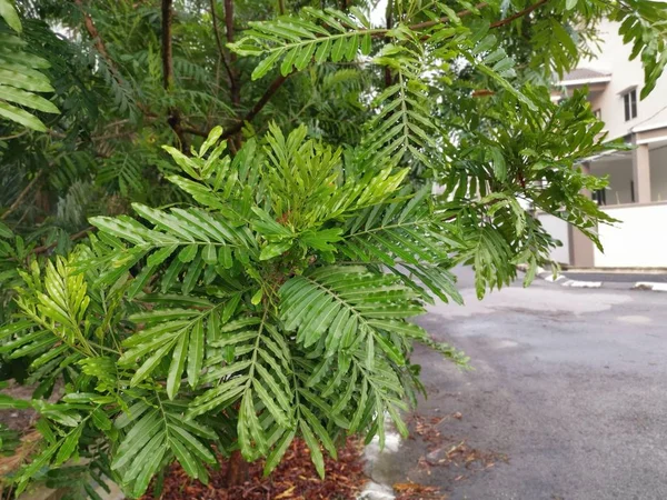 Hoja Sombra Filicium Decipiens Árbol Por Borde Carretera —  Fotos de Stock