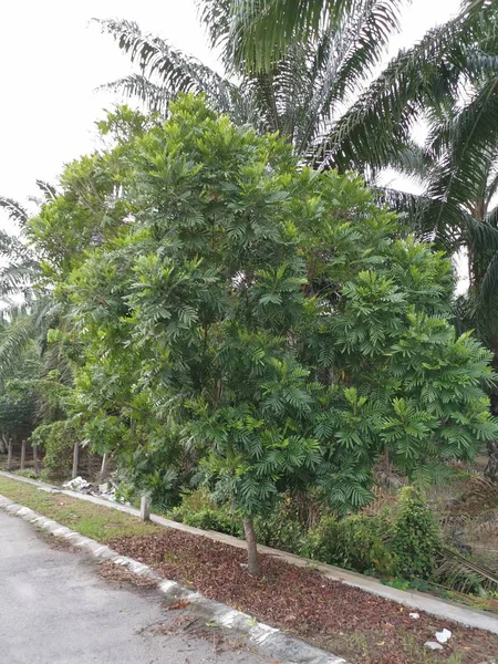 Leafly Shade Filicium Decipiens Tree Roadside — Stock Photo, Image