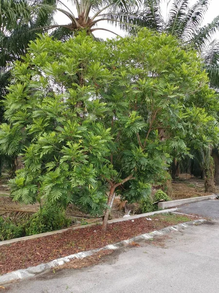 Leafly Shade Filicium Decipiens Tree Roadside — Stock Photo, Image