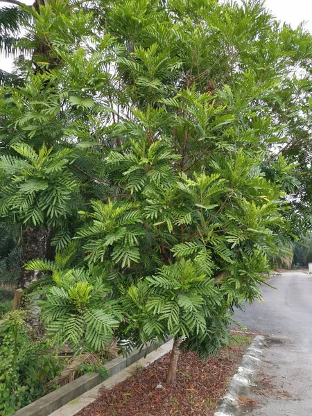 Leafly Shade Filicium Decipiens Tree Roadside — Stock Photo, Image