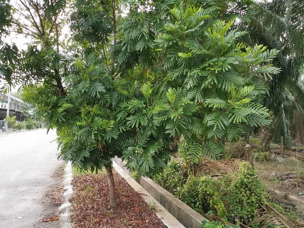 Hoja Sombra Filicium Decipiens Árbol Por Borde Carretera — Foto de Stock