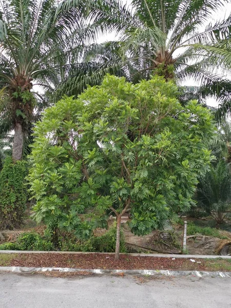 Leafly Shade Filicium Decipiens Tree Roadside — Stock Photo, Image