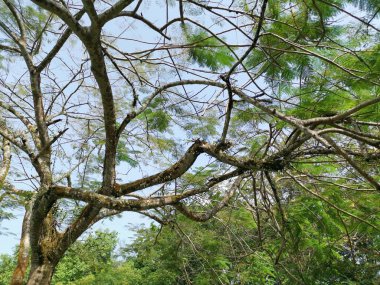 Ağaç dalları gökyüzüne karşı