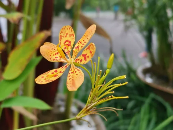 Diminuta Hermosa Flor Belamcanda Chinensis —  Fotos de Stock