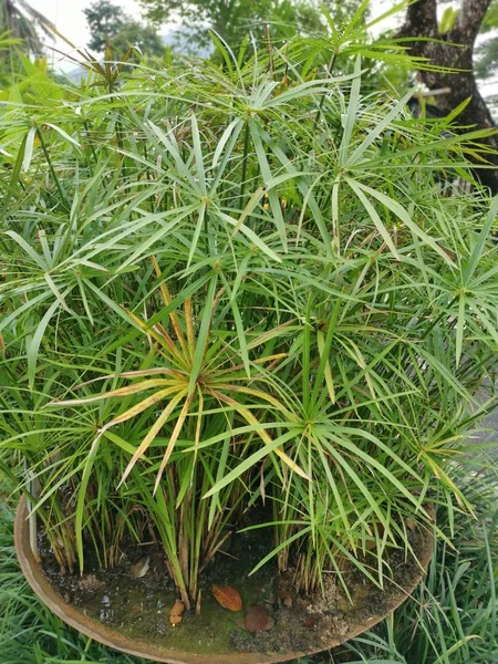Zielona Liściaste Cyperus Alternifolious Roślina — Zdjęcie stockowe