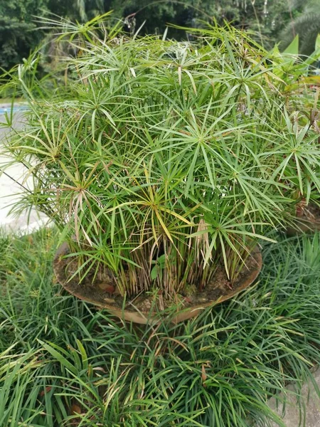 Planta Alternifoliosa Hoja Verde Cyperus — Foto de Stock