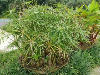 yeşil yapraklı cyperus alternifolious bitki
