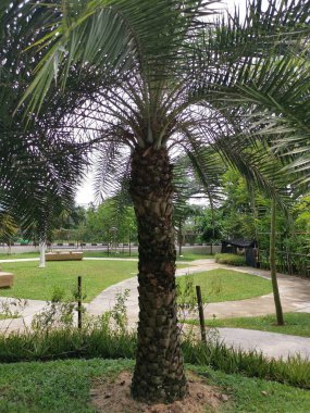 parkta büyüyen phoenix dactylifera ağaçları