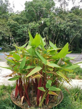 yeşil su thalia geniculata bitki