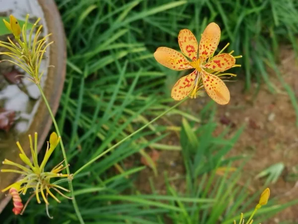 Diminuta Hermosa Flor Belamcanda Chinensis — Foto de Stock