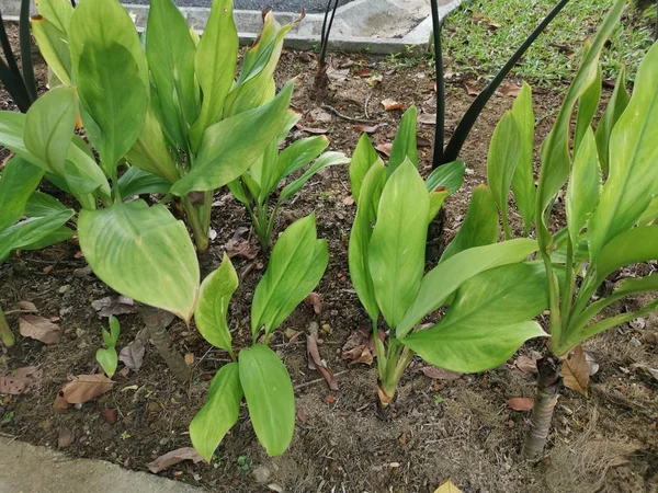 Aglaonema Nitidum Verde Crescere Azienda Agricola — Foto Stock