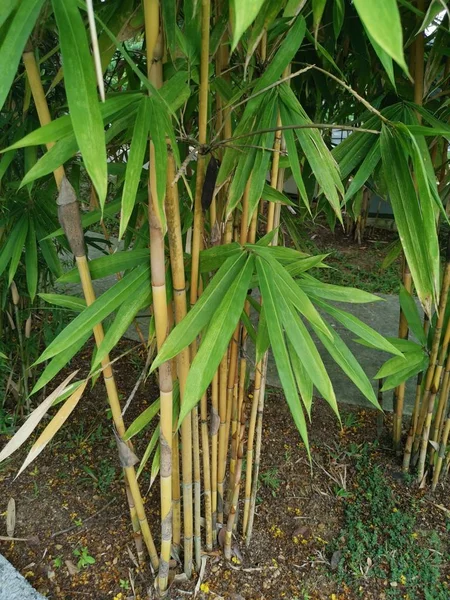 Arbustos Árboles Bambusa Vulgaris Verdes — Foto de Stock