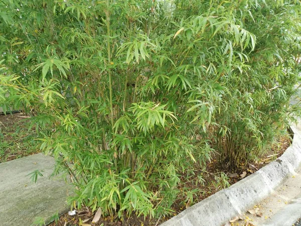 Krzaczaste Zielone Bambusa Drzew Heteroostachya — Zdjęcie stockowe