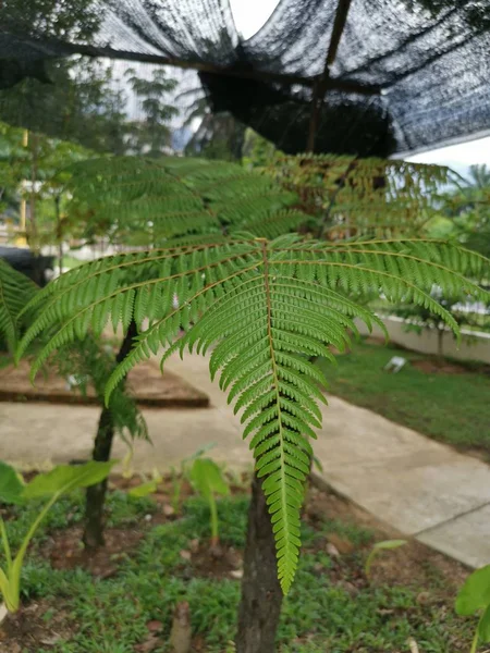 Wild Cyathea Latebrosa Fern Grow Park — Stock Photo, Image