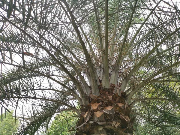 Phoenix Dactylifera Trees Growing Park — Stock Photo, Image