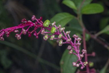 zehirli otsu çok yıllık bitki pokeweed