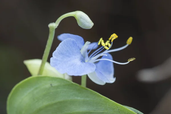 Primer Plano Commelina Erecta Girasol — Foto de Stock