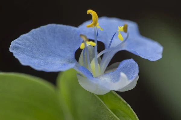 Commelina Erecta Dayflower Yakın Çekim — Stok fotoğraf