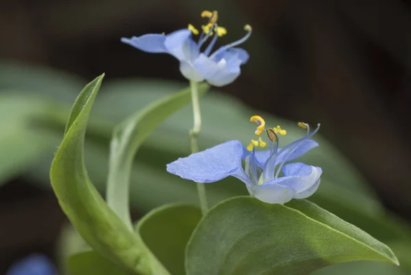 Close Shot Van Commelina Erecta Dayflower — Stockfoto