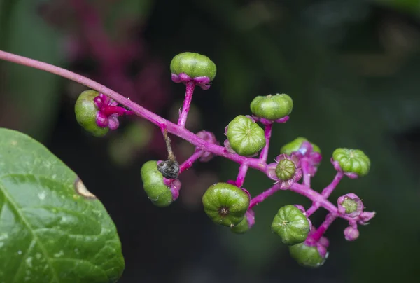 Pokeweed Poisonous Herbaceous Perennial Plant — Stock Photo, Image