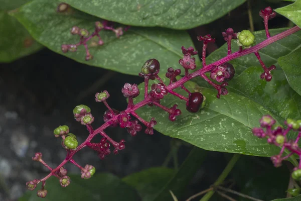 Pokeweed Poisonous Herbaceous Perennial Plant — Stock Photo, Image